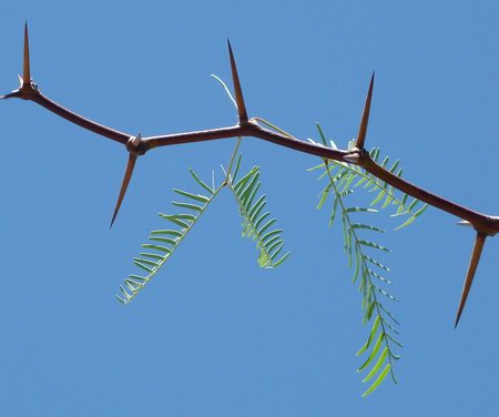 credința se întărește în încercări